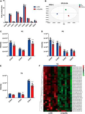 Apol9a regulates myogenic differentiation via the ERK1/2 pathway in C2C12 cells